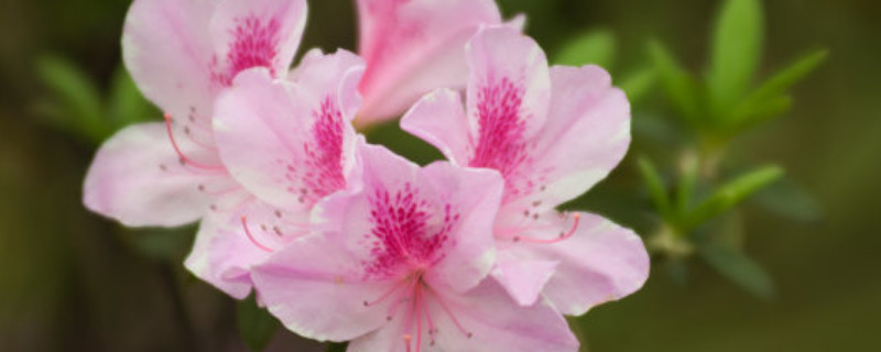 杜鹃花总掉叶子是什么原因(杜鹃花总掉叶子是怎么回事)