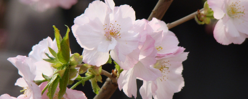 樱花秋天会不会落叶 樱花冬天会落叶吗