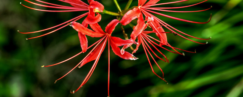 彼岸花的幼苗什么样子（彼岸花的幼苗长什么样子）