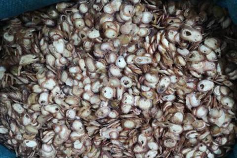 鹿鞭片的功效与作用 黑松露鹿鞭片的功效与作用