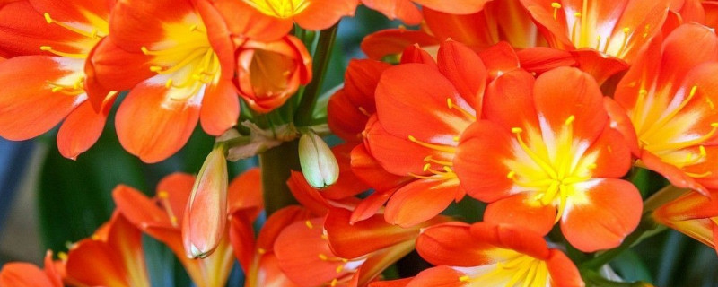 君子兰冬天会冻死吗 君子兰冬天怕冻吗?