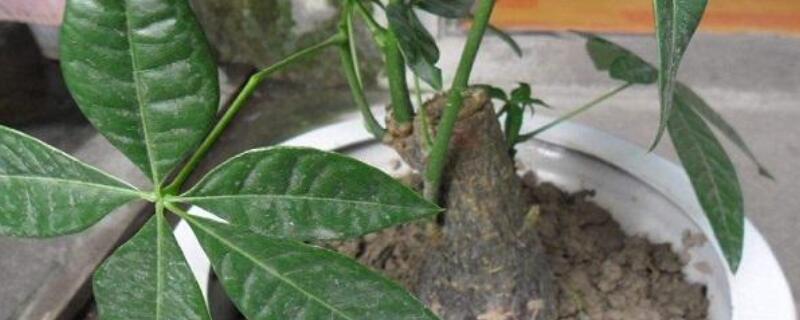 发财树叶子撑不开（发财树叶子长不开怎么回事）