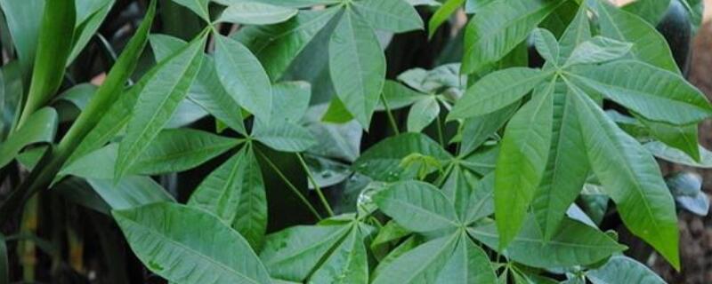 发财树树叶发黄怎么办（发财树树叶发黄怎么办?）