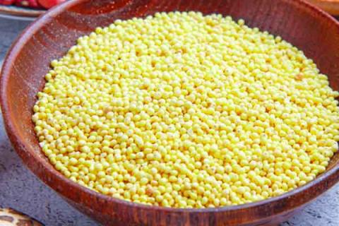 黄米的功效与作用(大黄米的功效与作用)