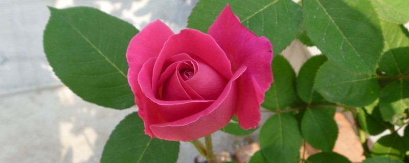 月季冬天开花吗 莫奈月季冬天开花吗