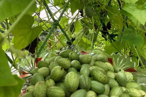 拇指西瓜的功效与作用（指母西瓜有什么功效）