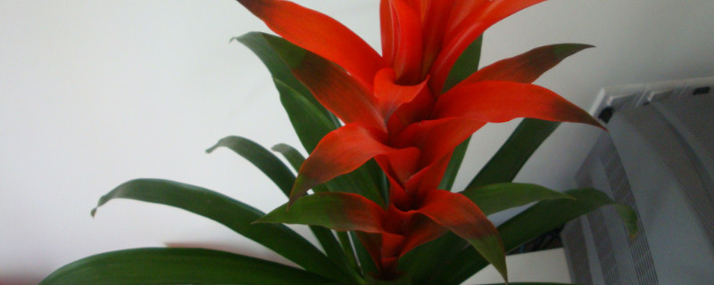 鸿运当头还有别名吗(鸿运当头花原名叫什么)