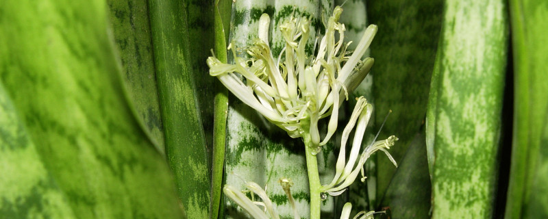 虎皮兰小苗怎么移栽 虎皮兰苗怎样盆栽