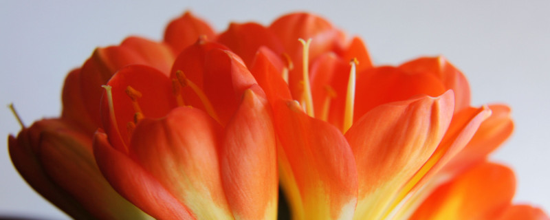 君子兰春夏秋冬怎么样浇水(君子兰冬天浇什么水)