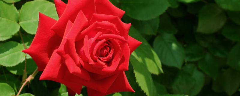 玫瑰怕冷吗（沙漠玫瑰怕冷吗）