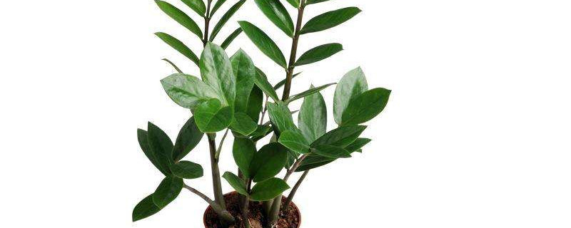 金钱树冬天好养吗 金钱树过冬怎么养