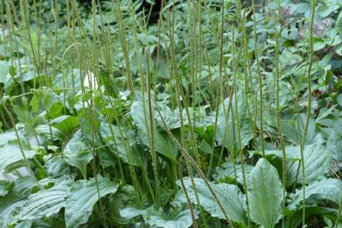 车钱草的功效与作用 车前草的功效与作用治疗痛风