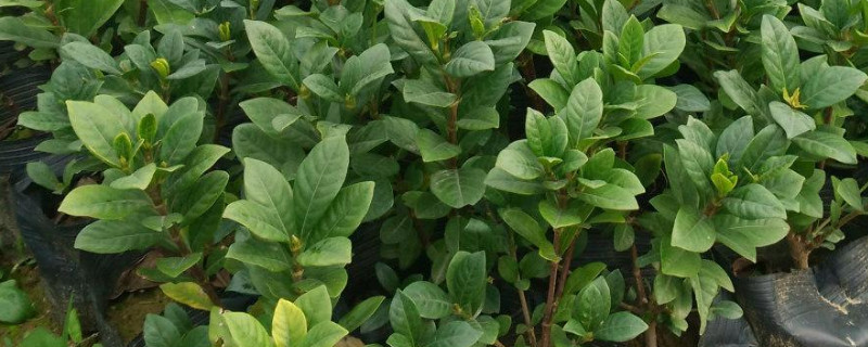 栀子花可以扦插繁殖吗 栀子花怎么扦插