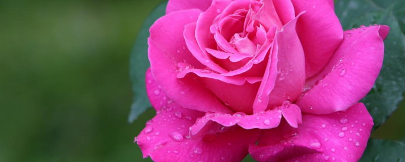 月季花苞怎么快点开 月季花苞多久打开