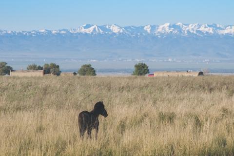 猫毛草的功效与作用 猫毛草的功效与作用图片