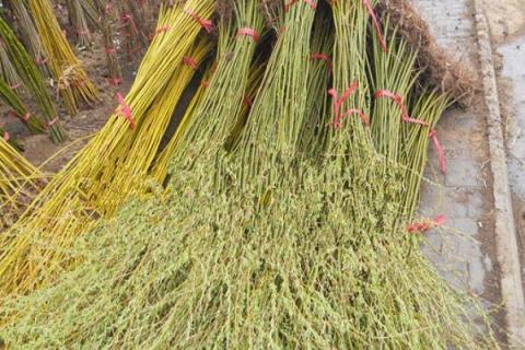 金丝柳的功效与作用（金钱柳的功效）