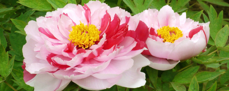 牡丹象征意义 牡丹象征意义250字