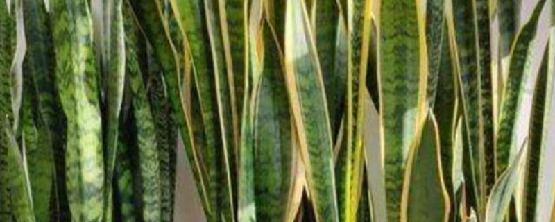 虎皮兰有毒吗能放室内吗 虎皮兰有毒吗适合在室内养殖吗