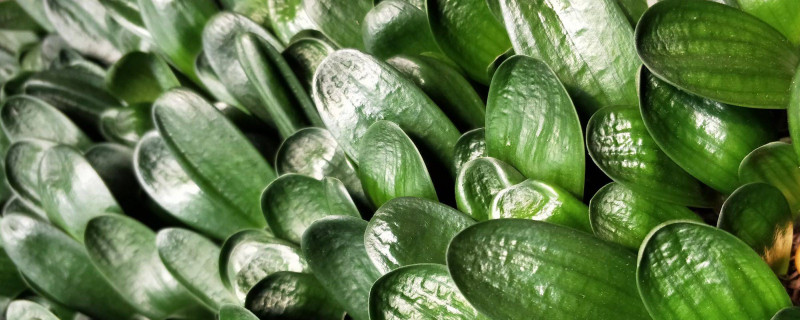 君子兰夏季在什么温度下才能长好 君子兰生长的最佳温度是多少