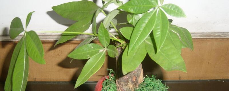 发财树怎么扦插生根快 发财树怎么扦插生根快,冬天