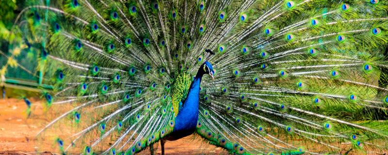 孔雀开屏是公的还是母的（一般孔雀开屏是公的还是母的）