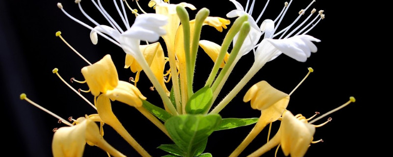 金银花种子怎么种植（金银花种植金银花如何用种子育苗?）