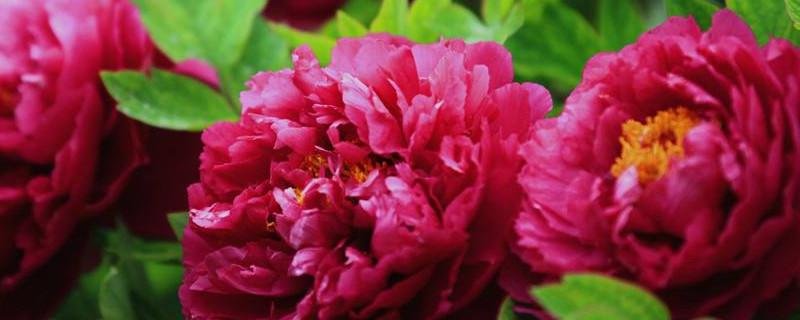 牡丹花移栽时根长了可以可以剪点 移栽的牡丹花要修剪叶子吗