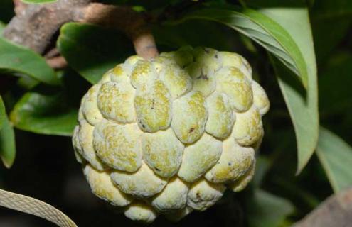 番荔枝种类图片大全 番荔枝的图片是什么样子的