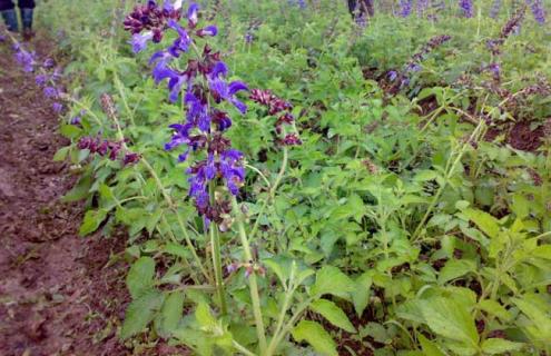 丹参种类图片大全(丹参的图片和介绍)