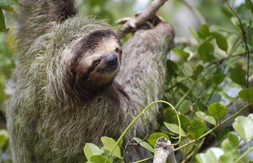 树懒种类图片大全(树懒长什么样图片)