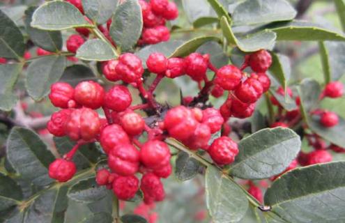 花椒品种图片大全 最新花椒品种有哪些