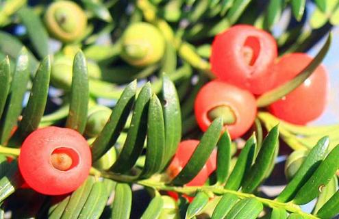 红豆杉种类图片大全 红豆杉的种类及图片