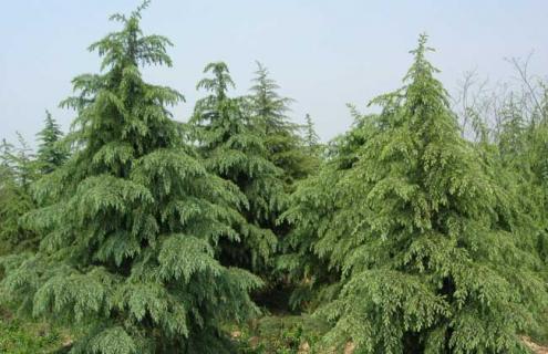 雪松种类图片大全 雪松长什么样图片