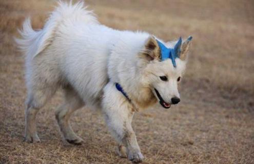 狐狸犬种类图片大全（宠物狗狐狸犬图片大全）