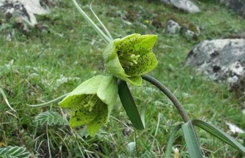 贝母种类图片大全 贝母是什么样的图片