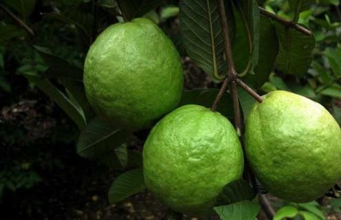 番石榴品种图片大全(观赏石榴品种大全大图)