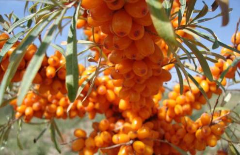 沙棘种类图片大全（沙棘品种图片）