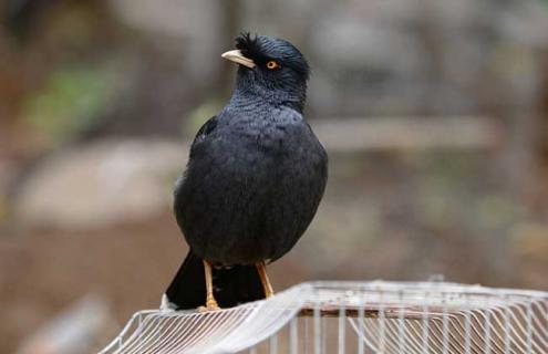 八哥种类图片大全 有几种八哥图片