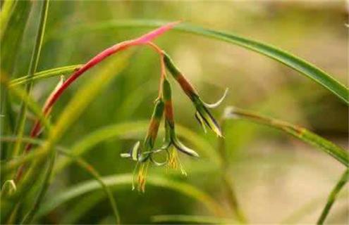 水塔花种类及图片一览（水塔花的样子）