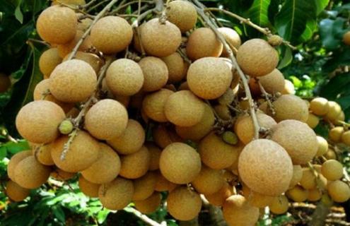 桂圆的品种及图片一览（桂圆种类及图片）