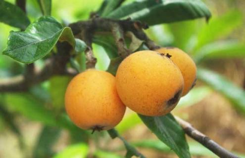 枇杷种类及图片一览 枇杷图片大全 图片大全