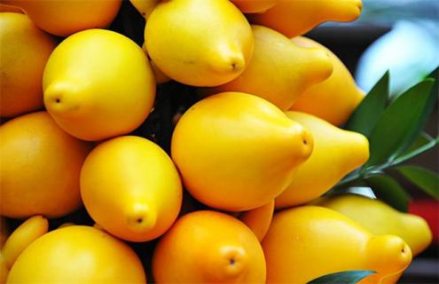 黄金果简介及图片一览（黄金果图片大全）