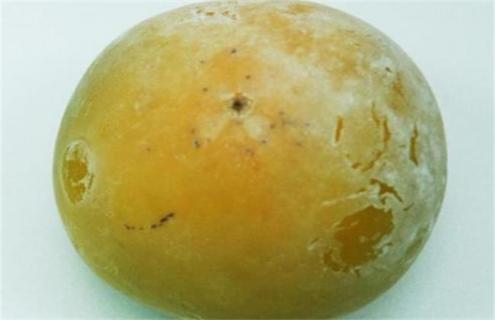 柿子常见品种及图片一览（柿子种类附图片）