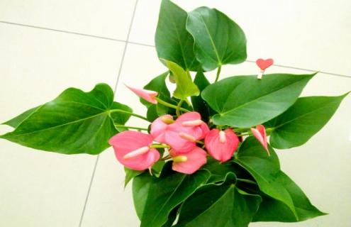 粉掌的图片大全(粉掌图片大全)