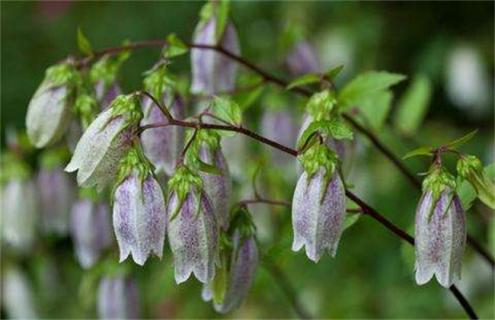 风铃草常见种类及图片一览（风铃草外形）