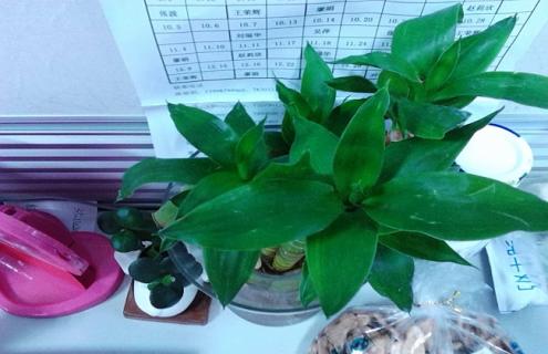 观音竹的图片大全（观音竹是什么样的图片）