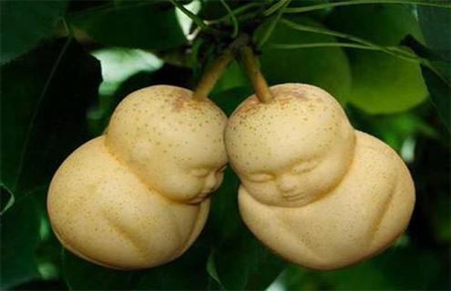 人参果简介及图片大全（人参果图片大全大图片欣赏）