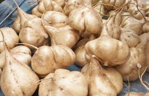 地瓜的简介及图片大全 地瓜的图片及名称