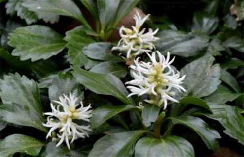 富贵草简介及图片大全（富贵草的图片）