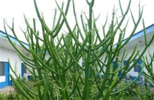 光棍树简介（光棍树介绍）